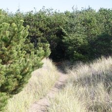 Pacific Pines State Park