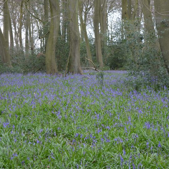 Lambridge Wood