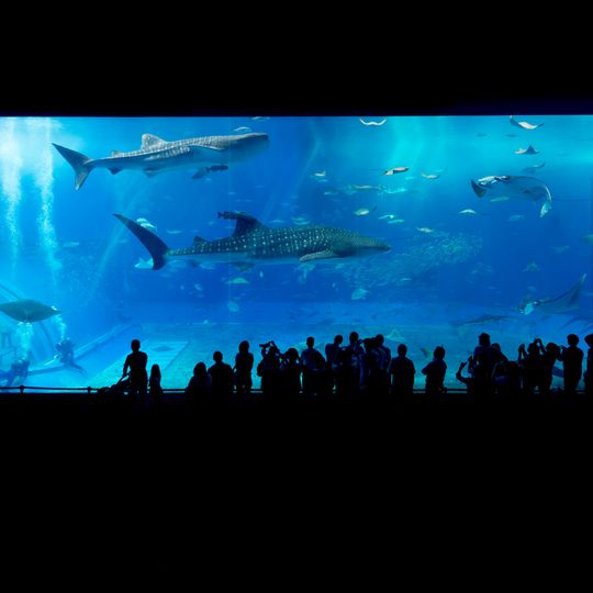 Acquario Churaumi