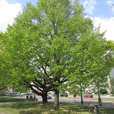 Lípa republiky (Petřiny)