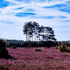 Misselhorner Heide