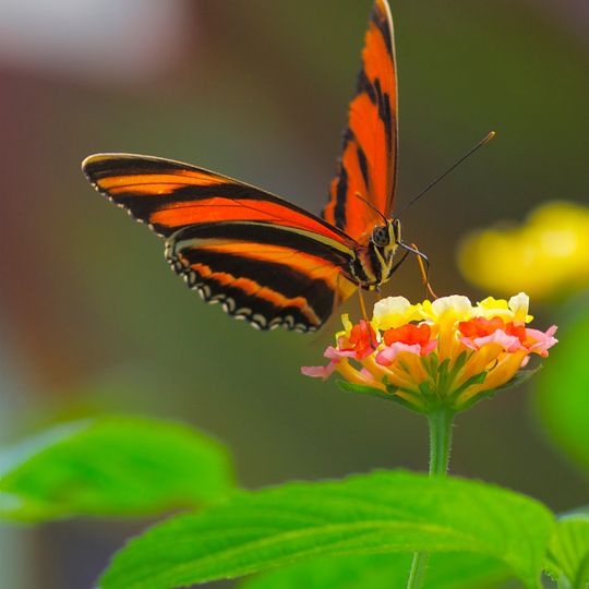 Tropique du Papillon