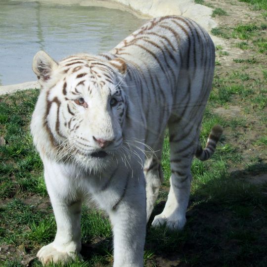 Parco faunistico Le Cornelle