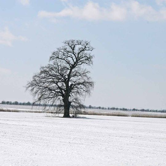 Dub u Horních Bučic