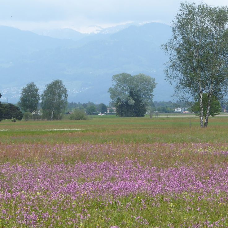 Natuurreservaat Ruggeller Riet