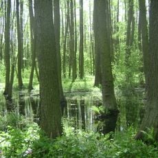 Łyczyńskie Olszyny