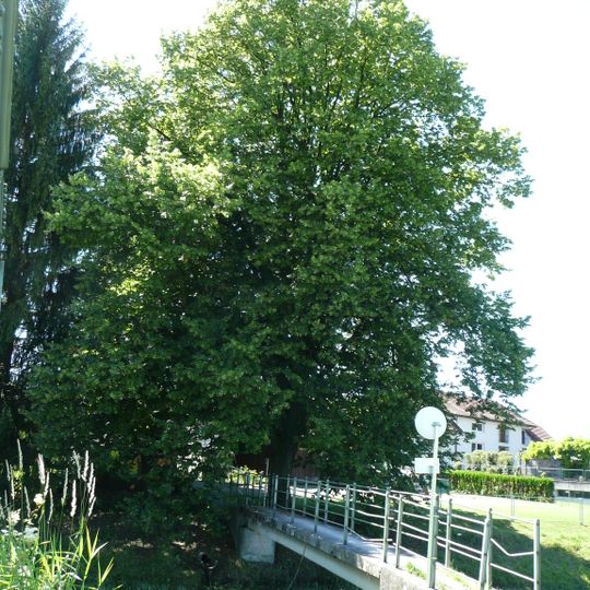 Natural monument Lime tree