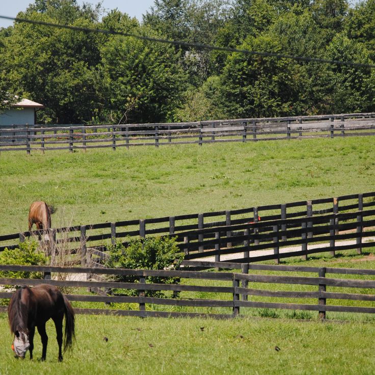 Old Friends Thoroughbred Retirement Farm