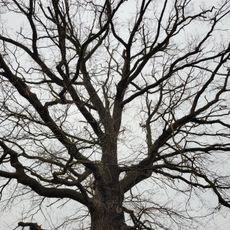 Naturdenkmal  Stieleiche Am Tagesbau 20; Flur 13; Flurstück 536/2 in Doberlug-Kirchhain