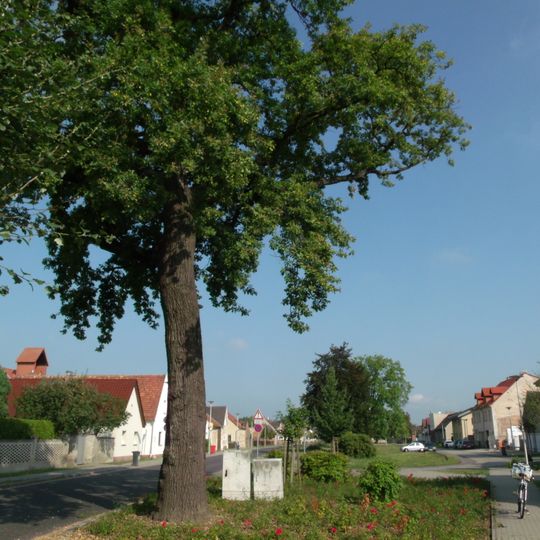 Naturdenkmal [[Eichen