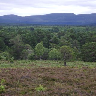 Rothiemurchus Forest