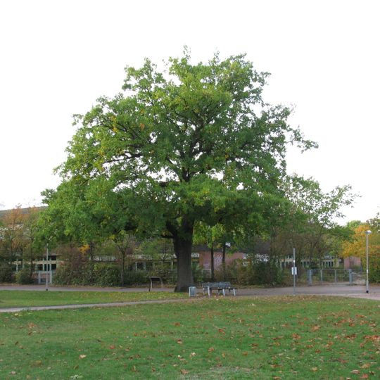 Bothfelder Hochzeitseiche