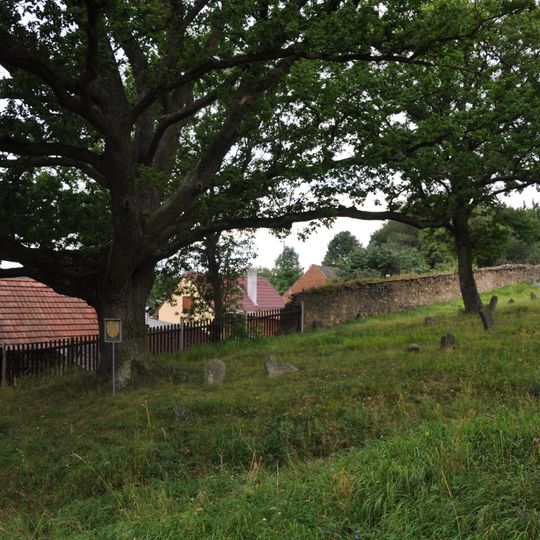 Dub na židovském hřbitově