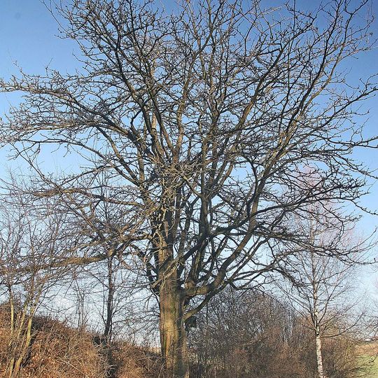 Gleditsia triacanthos in Kožlí