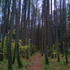 Парк (Костино)