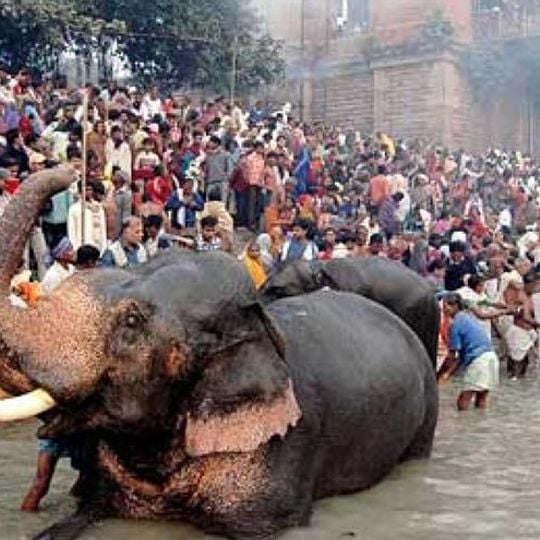 Sonepur Cattle Fair