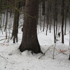 Památné smrky u Kamenice