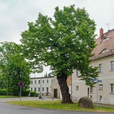 Tilia cordata, Plaußig