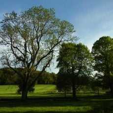 Lindenallee mit Eschen