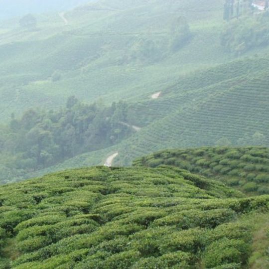 Avongrove Tea Estate