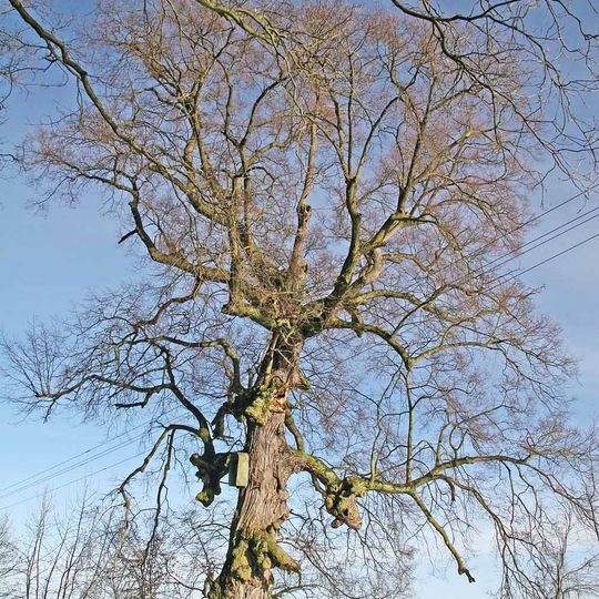 Lime tree near Klamos
