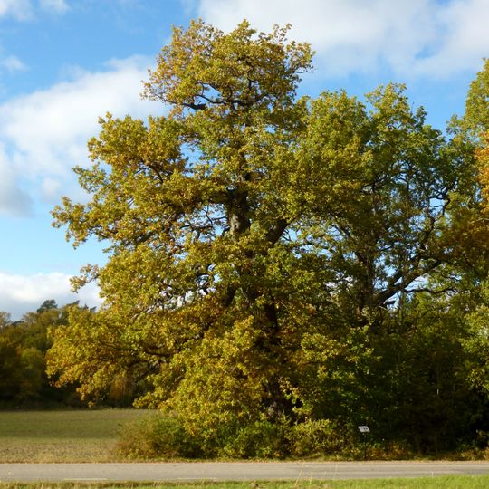 Mångfaldseken Salem