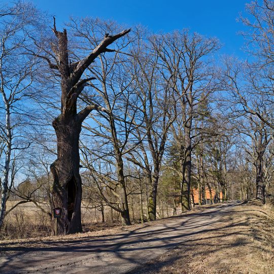 Dub u Nového Vdovce