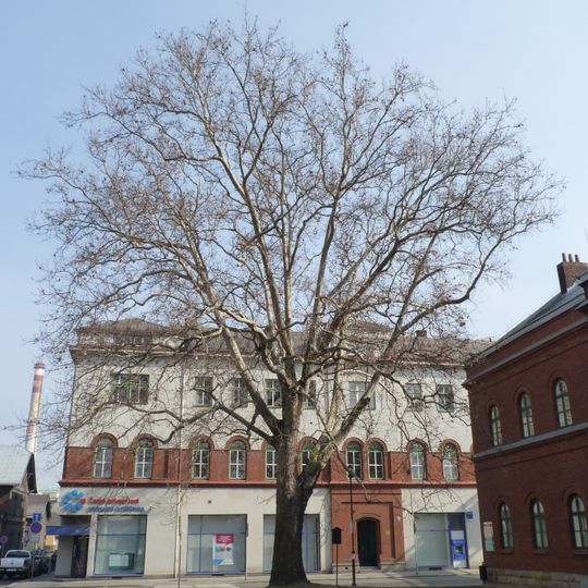 Platan u fary na Mírovém náměstí