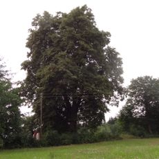 Lípa v Doleních Pasekách