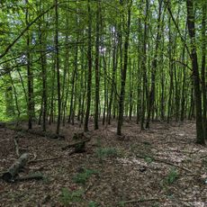 Königsforst
