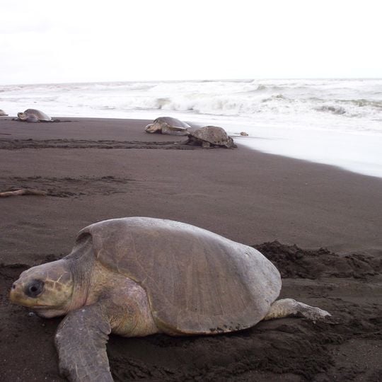 Ostional Wildlife Refuge