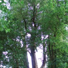 Lípa u Petrova mlýna