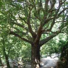 Plataner de la Font de la Pineda