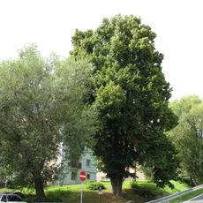 Lípa v Meziboří (Potoční ulice)