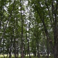 Dalnerechensky District