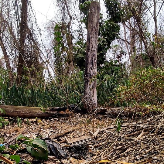 Área de Relevante Interesse Ecológica Matão de Cosmópolis