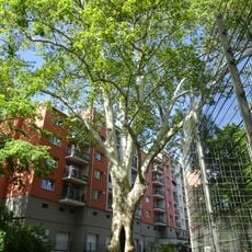Platane Methfesselstraße 43