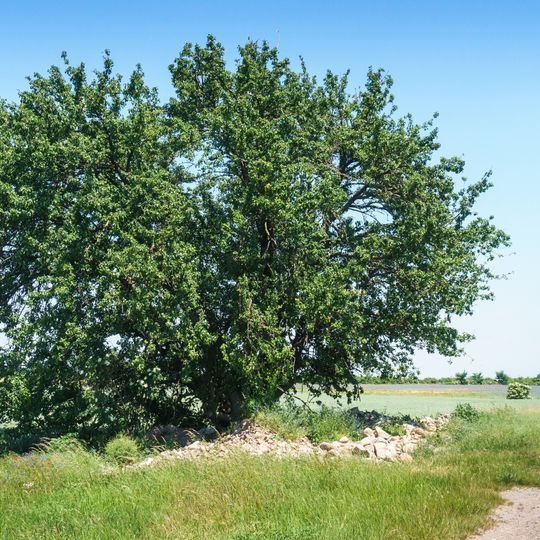 Pyrus pyraster, south from Wölpern