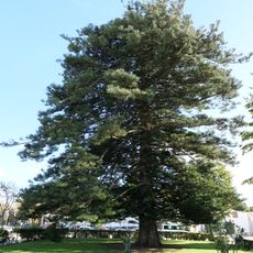 Árvore isolada em Jardim Infante D. Pedro
