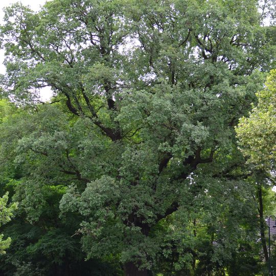 Naturdenkmal Eiche von 1815 Nordostufer Oderinsel, ca. 110 m südöstlich der Straßenbrücke in Alt Tucheband
