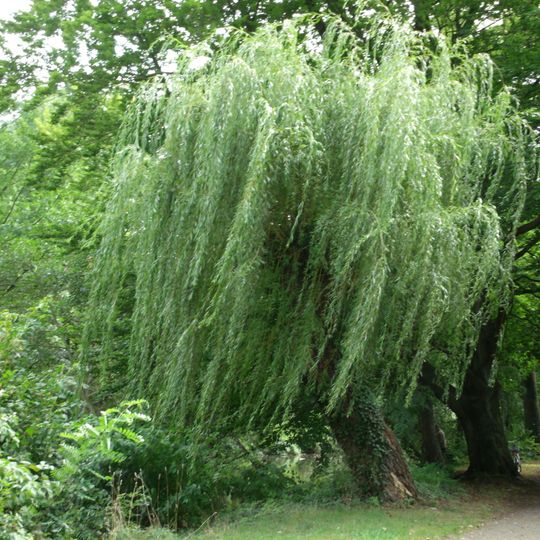 Naturdenkmal Weide-Trauerweide Ostrower Damm in Mitte