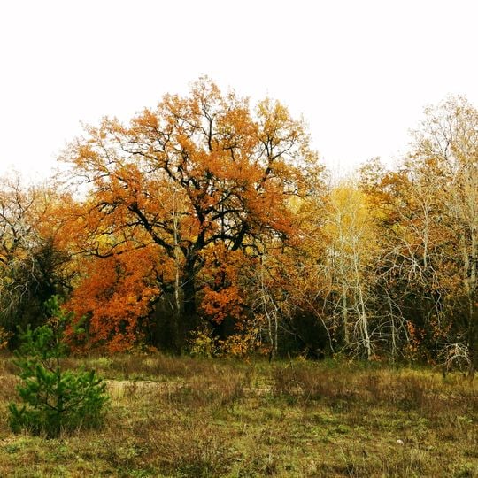 Oaks between Vilne & Gvardiyske