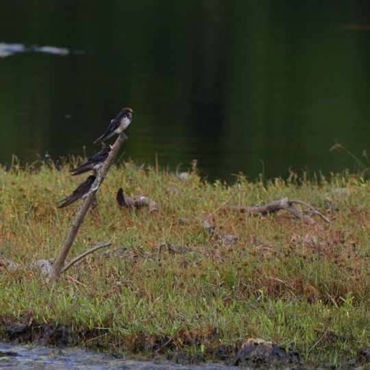 Chundikkulam-Nationalpark