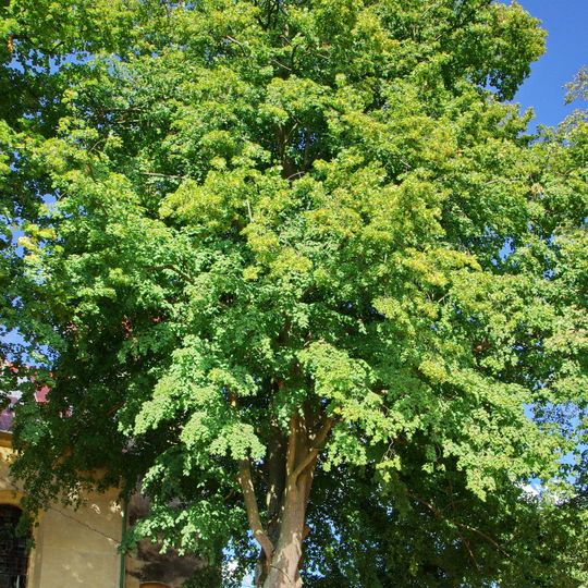 Lípa u kostela v Trstěnicích