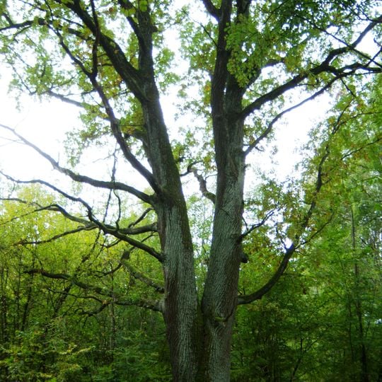 Ąžuolas „Galiūnas“