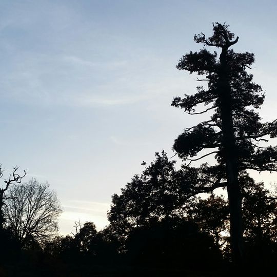 Buchen- und Eichenwälder in der Göhrde