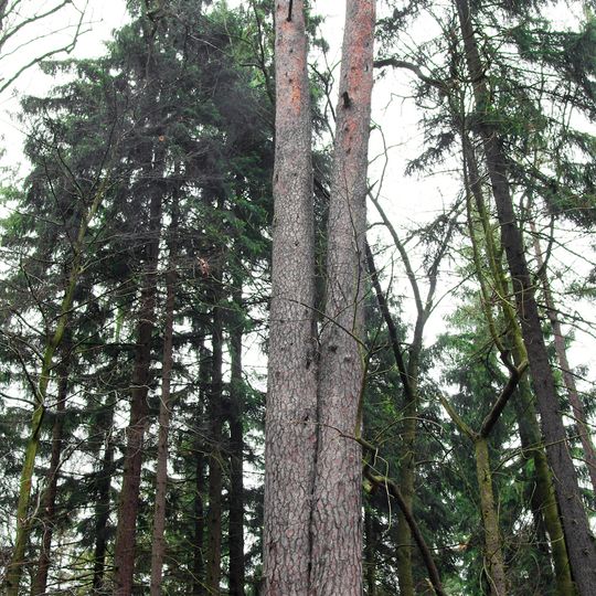Borovice u Hartenberku
