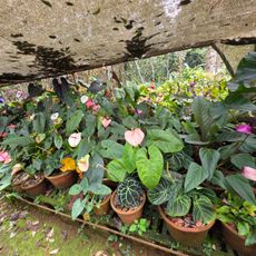 Gurukula Botanical Sanctuary
