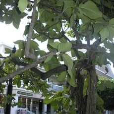 Key West Tropical Forest & Botanical Garden