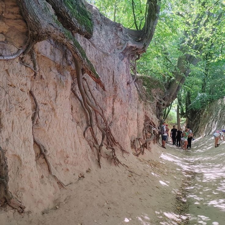 Gorges de loess autour de Kazimierz Dolny